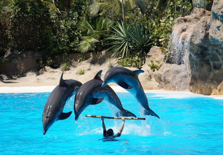 Dolphin Show Pattaya