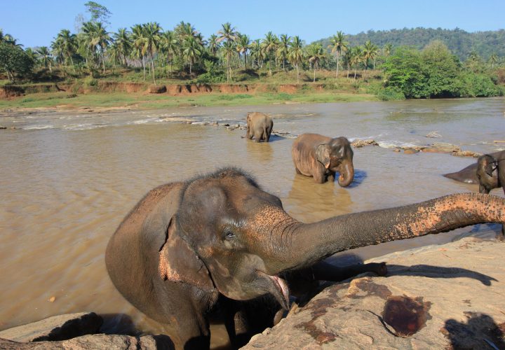 Elephant Village Pattaya