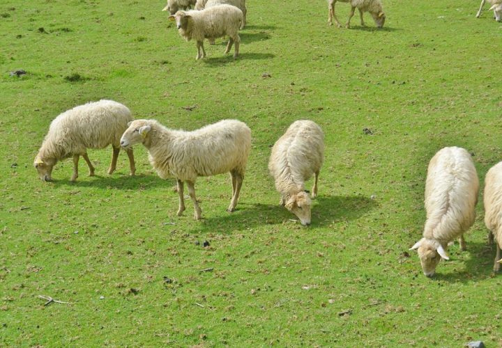 Family Park Sheep Farm Pattaya