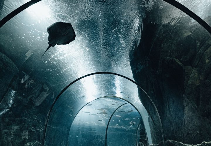 Monster Aquarium Pattaya underwater tunnel