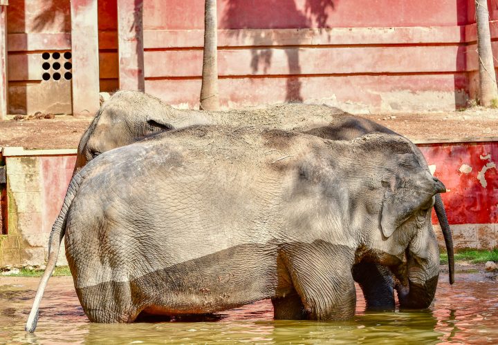 Pattaya Elephant Jungle Sanctuary bathing
