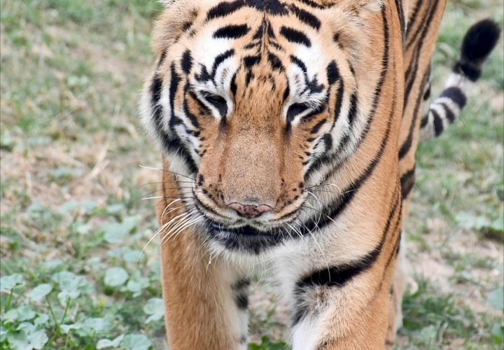 Tiger Topia Zoo Pattaya