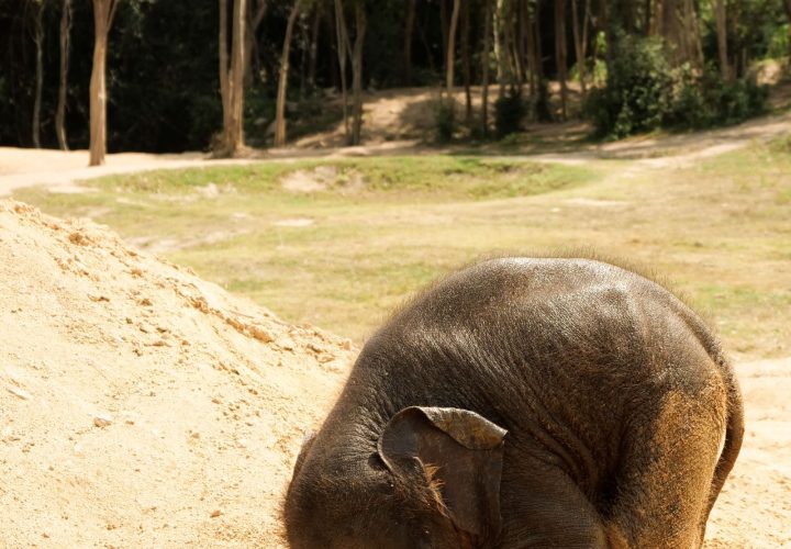 Elephant Jungle Sanctuary Phuket