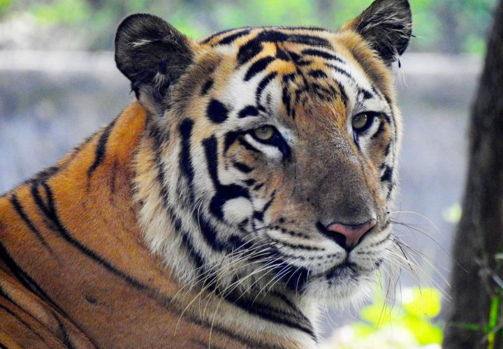 Tiger Kingdom Phuket
